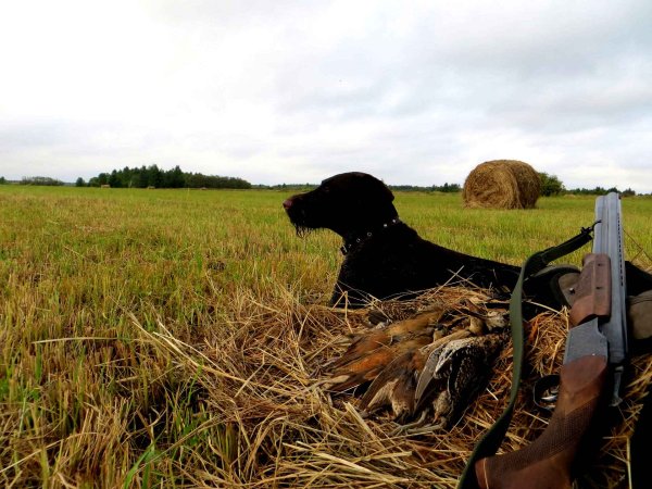 Охота на дупеля с легавой