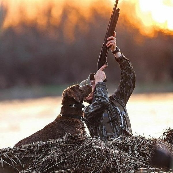 Охота красивая