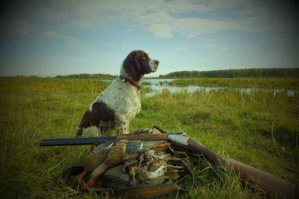 Собака для охоты на уток