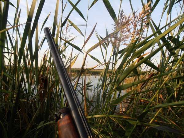 Охота на уток