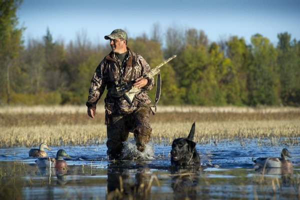 Летняя охота