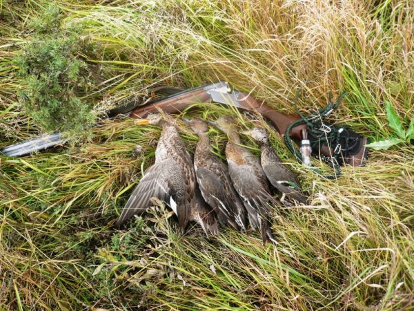 Охота красивая