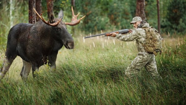 Весенняя охота на водоплавающую дичь в Ленинградской