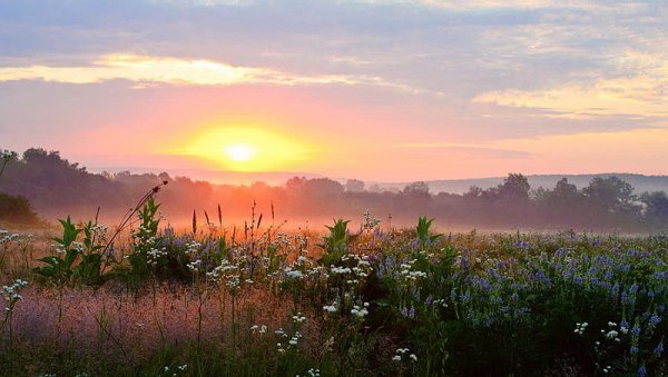 Цветущий луг на рассвете