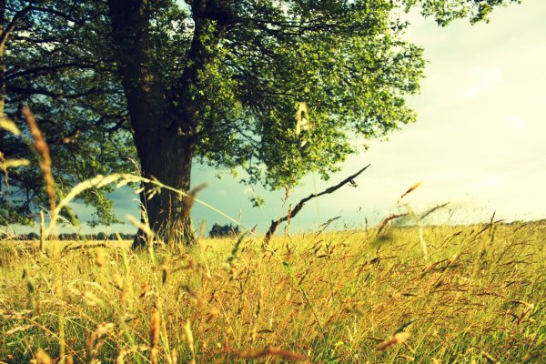 Знойное лето природа