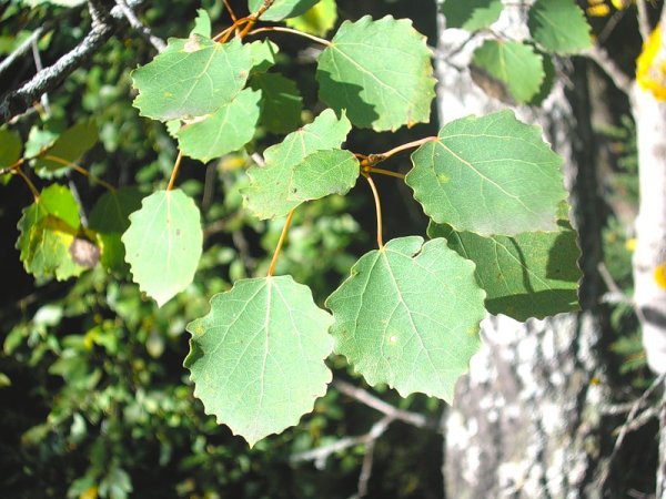 Тополь дрожащий (Populus tremula)
