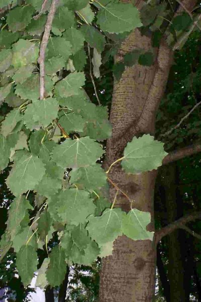 Осина обыкновенная (Populus tremula)