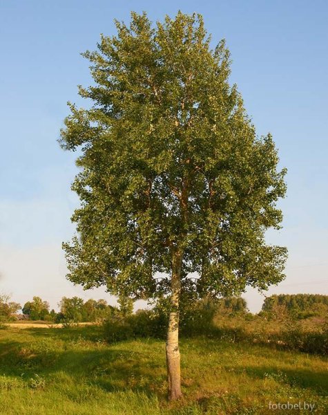 Тополь дрожащий (Populus tremula)