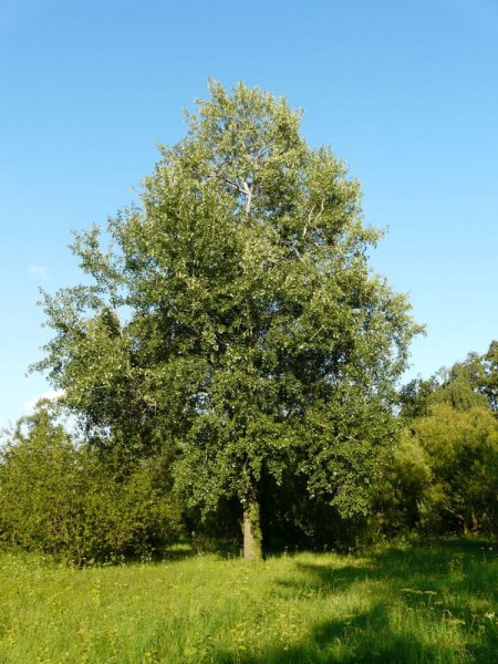 Осина обыкновенная (Populus tremula)