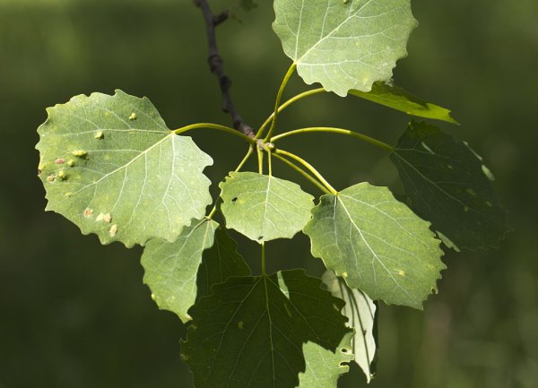 Осина (Populus tremula)