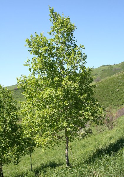 Осина (Populus tremula)