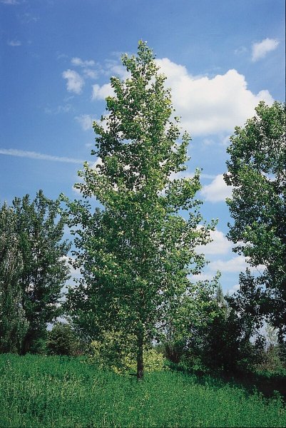 Осина (Populus tremula)