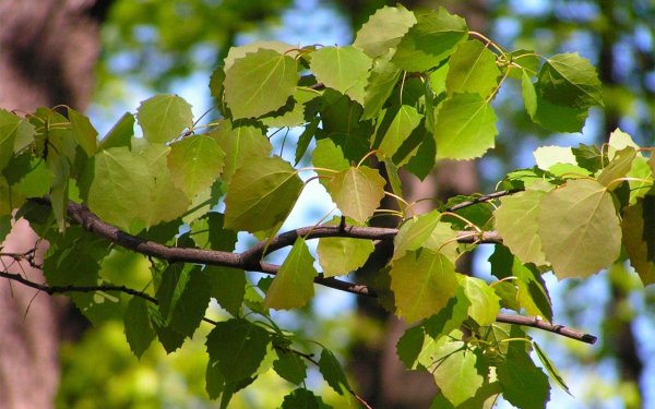 Осина обыкновенная (Populus tremula)
