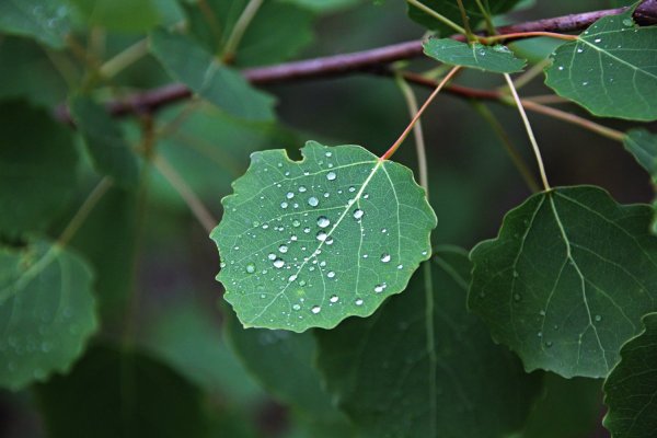 Тополь дрожащий осина