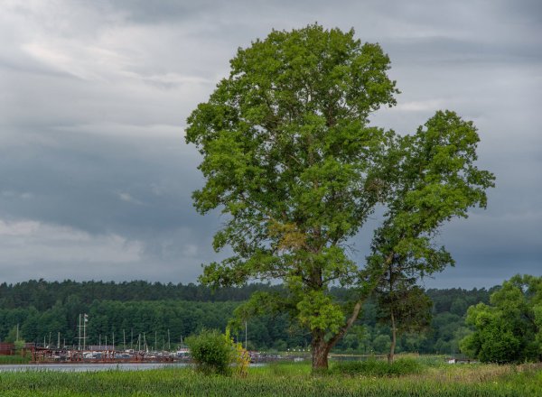 Осина (Populus tremula)