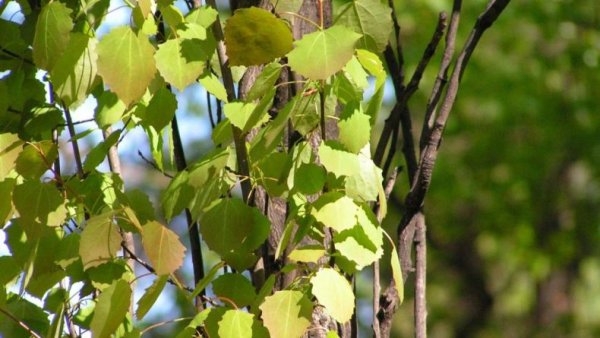 Осина (Populus tremula)