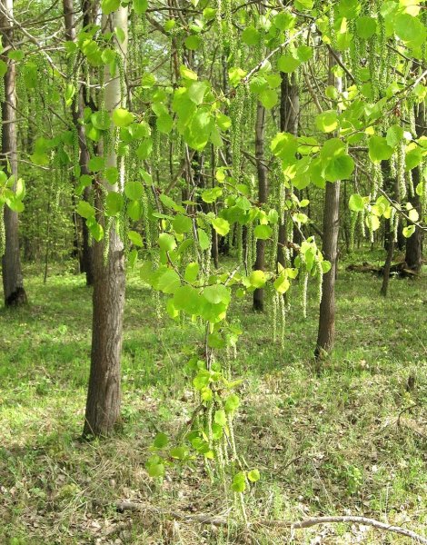 Триплоидная осина