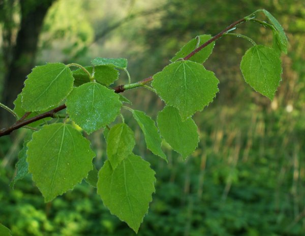 Осина (Populus tremula)
