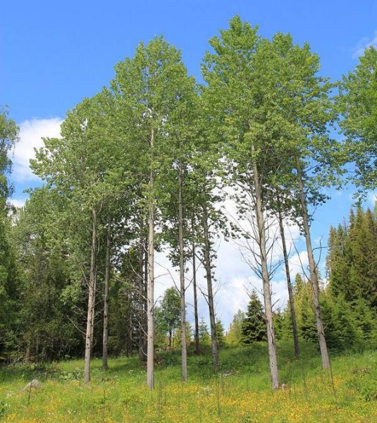 Осинники дерево