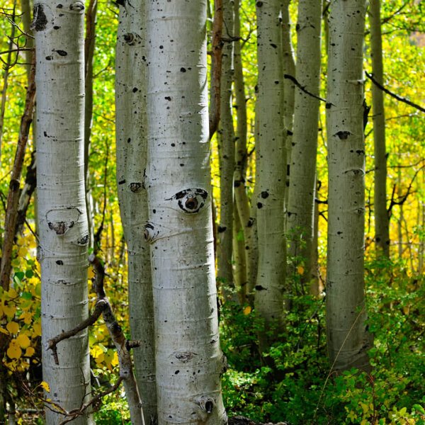 Осина (Populus tremula)