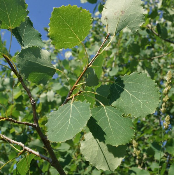 Аспен дерево