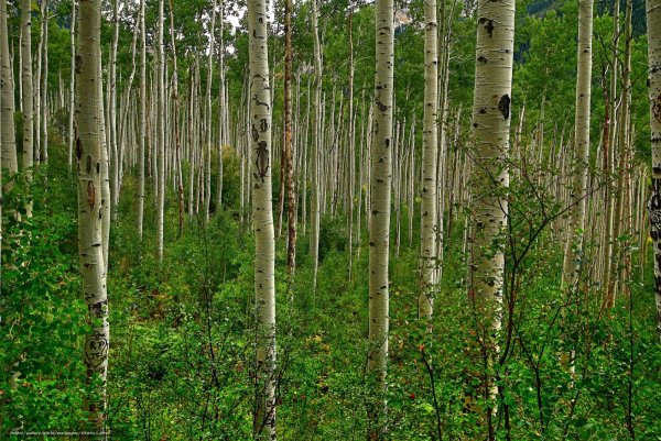 Осина дерево осень