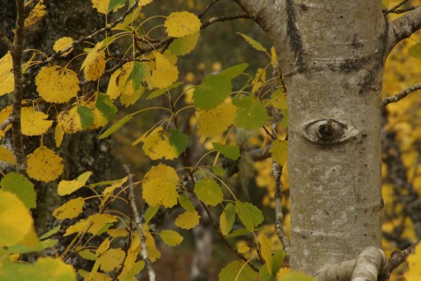 Осина обыкновенная (Populus tremula)