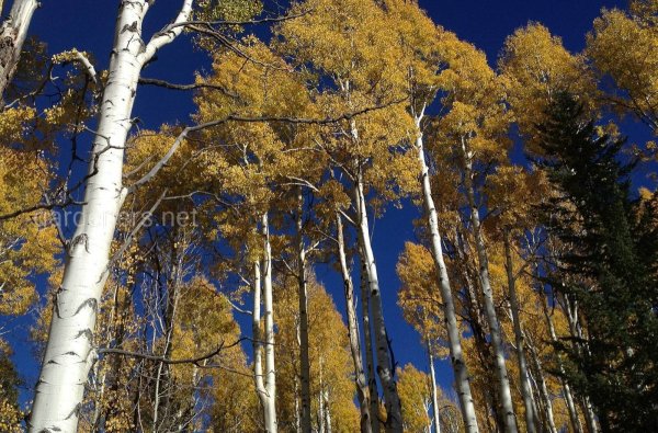 Тополь дрожащий осина листья