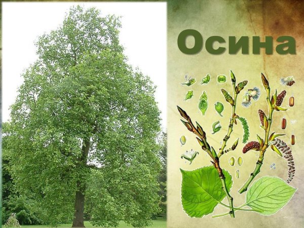 Тополь дрожащий (Populus tremula)