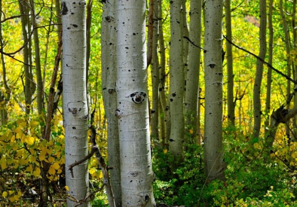 Осина (Populus tremula)