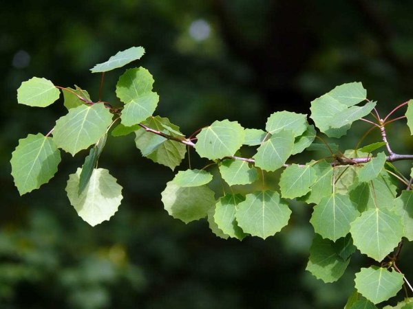Тополь дрожащий (Populus tremula)