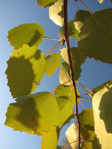 Осина в Якутии