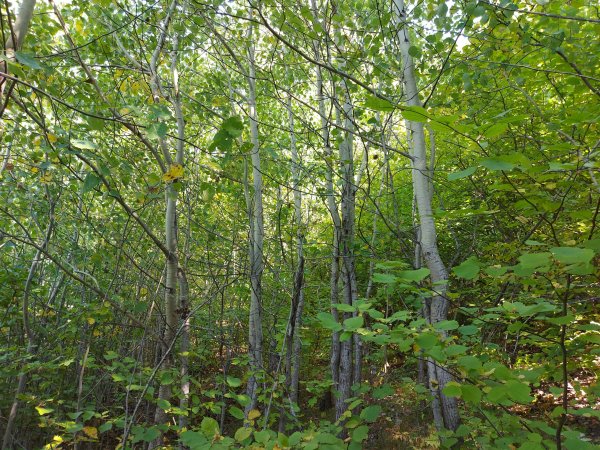 Осина Кавказская