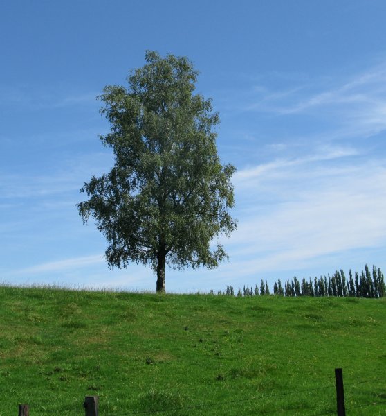 Осина Крымская