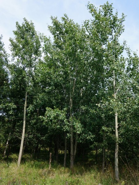 Дерево осина Осиновая роща