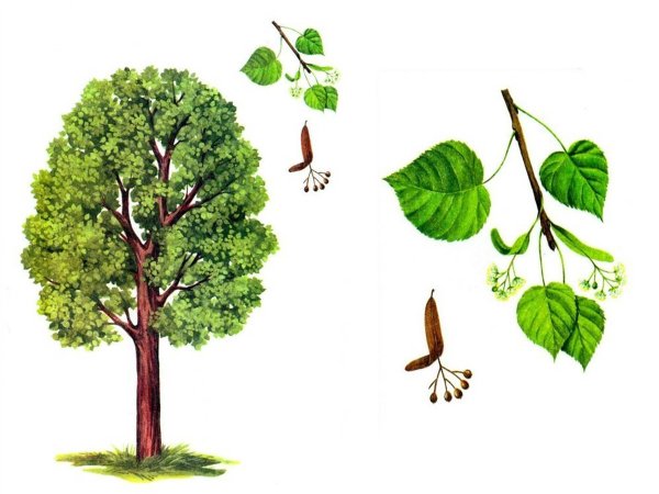 Осина (Populus tremula)