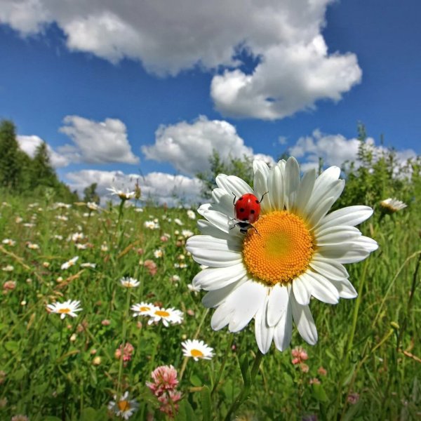 Утро с солнцем летом