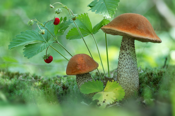 Птицы грибы