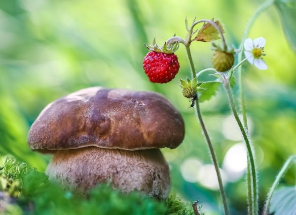 Грибы и ягоды