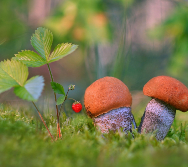 Красивые грибы в лесу