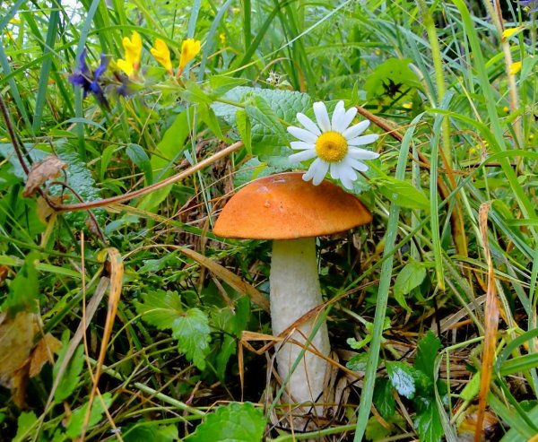 Ой грибы грибы грибочки