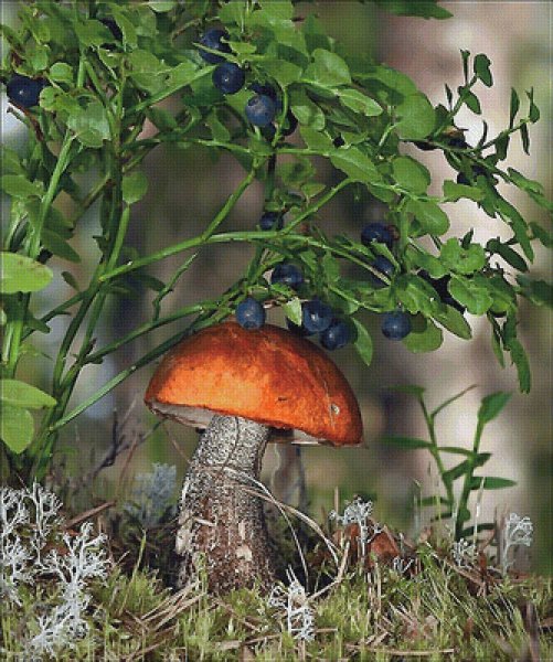 Осенний лес грибы ягоды