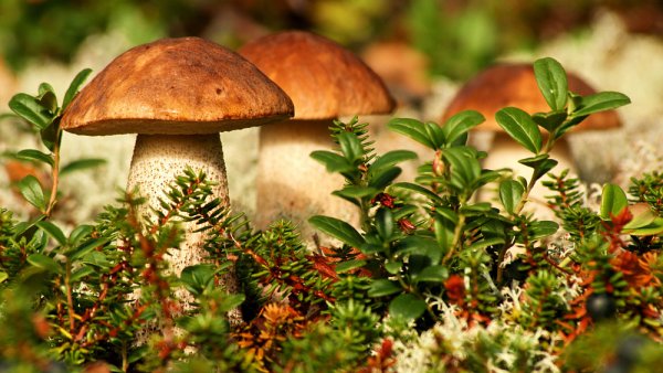 Грибы в лесу