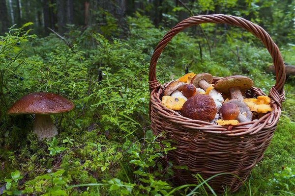 Брусника Руно Белявское