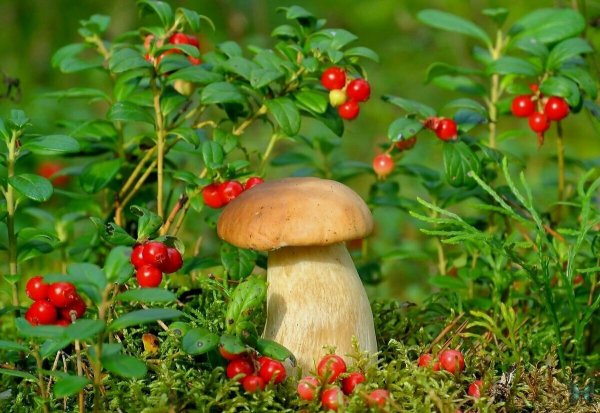 Корзина для грибов