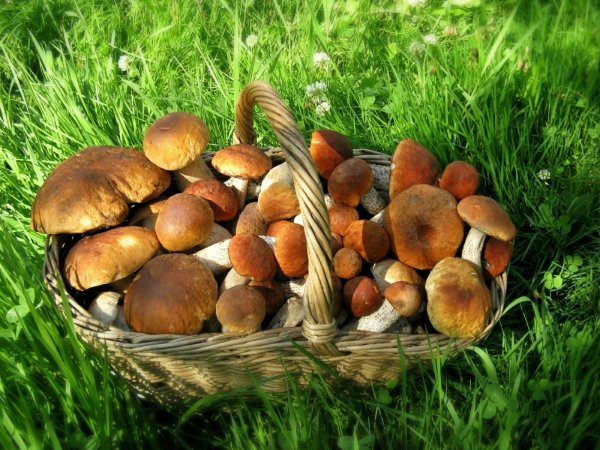 Грибы в лесу