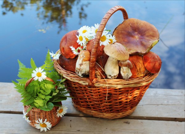 Лес грибы ягоды