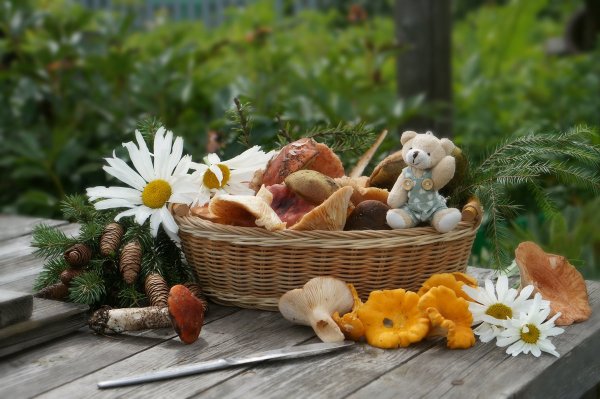 Поляна белых грибов