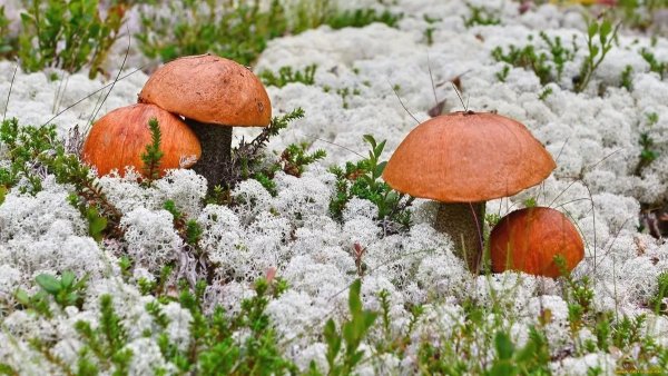 Осенние ягоды и грибы