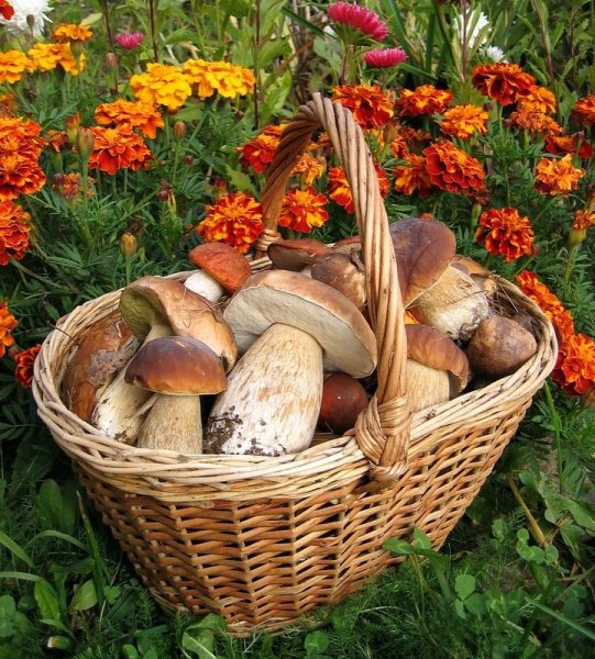 Лес грибы ягоды